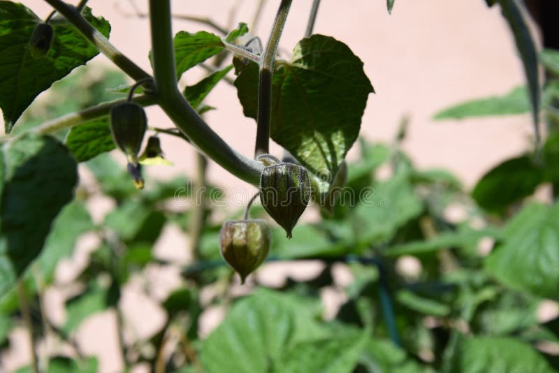 Physalis Fruit Growing on the Bush. Environment and Healthy Food stock photography