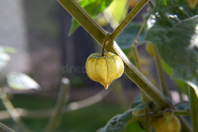 Physalis Fruit Growing on the Bush. Environment and Healthy Food royalty free stock photo