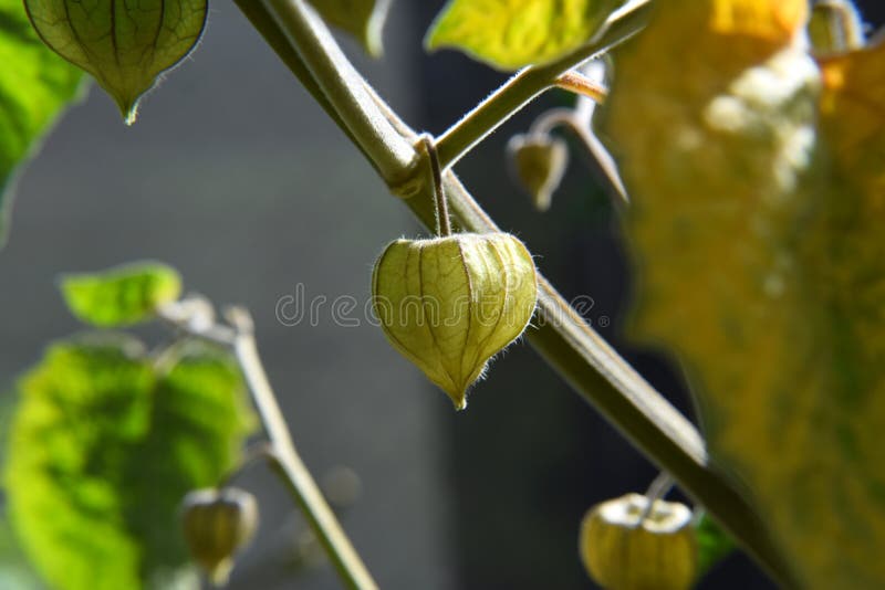 Physalis Fruit Growing on the Bush. Environment and Healthy Food royalty free stock image