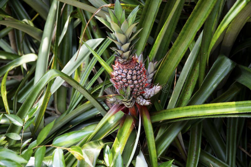 Pineapple plant botanical photo. Pineapple fruit on bush. Tropical garden harvest. Growing pineapple flower. Wild jungle forest botany. Exotic fruit on green royalty free stock photography