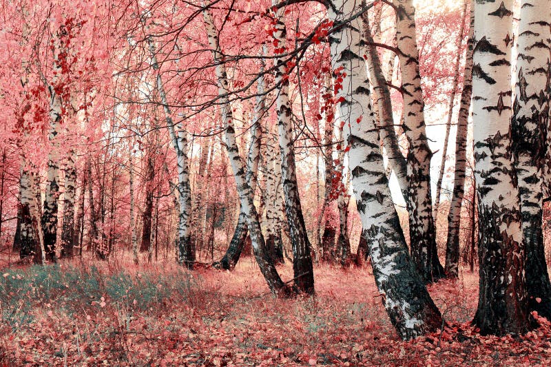 Pink birch grove stock images
