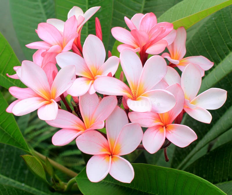 Pink frangipani (plumeria) flowers stock photo