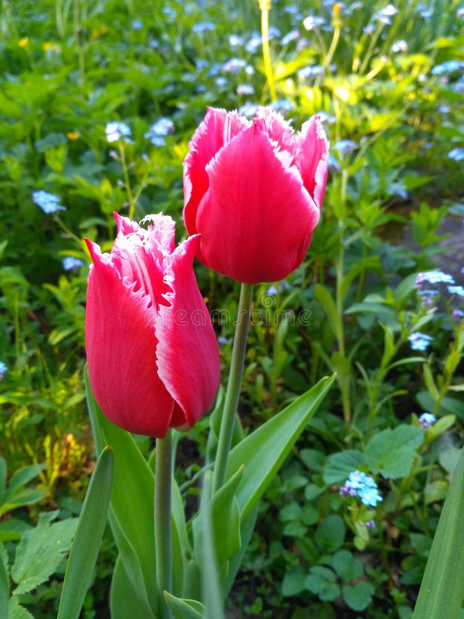 Pink tulips on the Alpine slide in the garden royalty free stock image