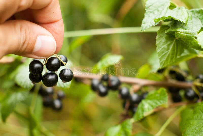 Pluck Blackcurrant fruit on the bush. Harvest of ripe fluffy blackcurrant. Black fruits on a green background. stock image