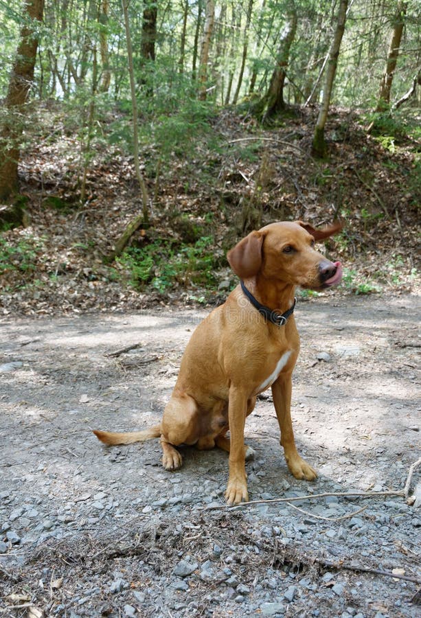 Hunting dog stock photography