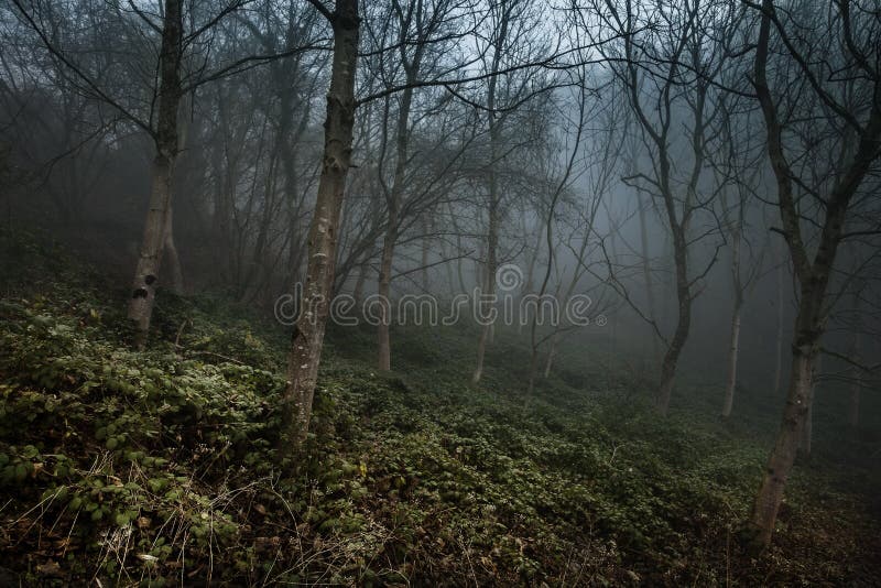 Rare Beautiful Trees in foggy winter. At sundarban Westbengal royalty free stock photos
