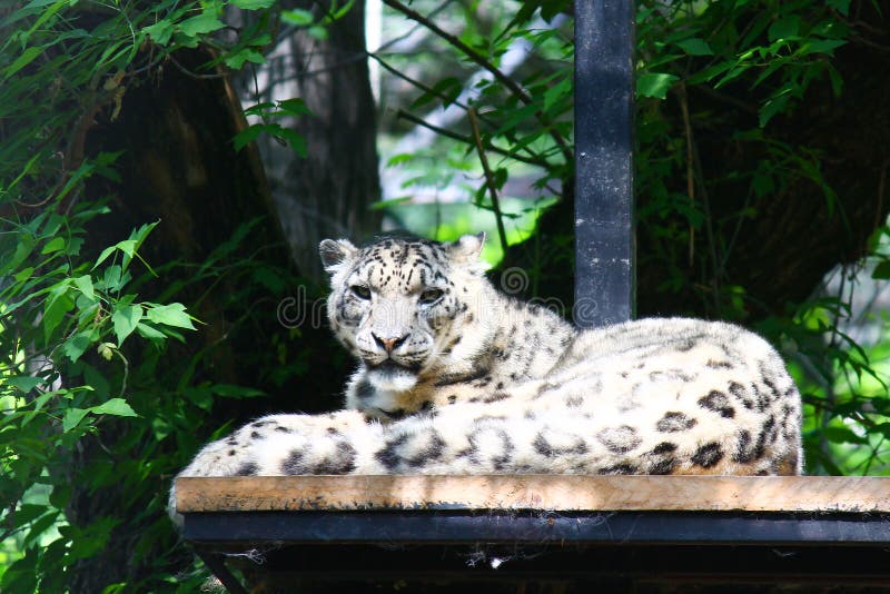 Rare snow leopard resting on stand near trees. This rare snow leopard is resting on a wood stand near some trees in zoo captivity stock image