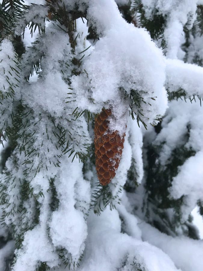 Rare types of trees in winter: acrocon Rare types of trees in winter: acrocona spruce, prickly branches in the snow and a bright cone. Christmas background, Iphone photos stock photography