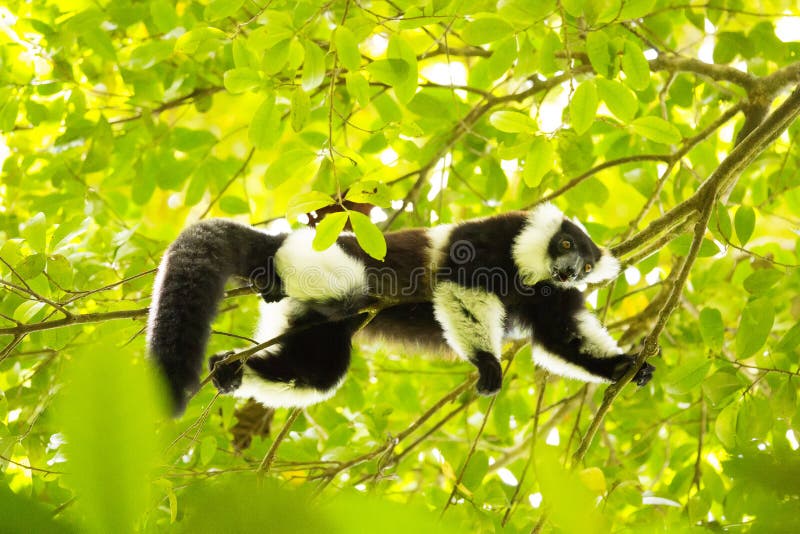 Rare White-belted Ruffed lemur - Gürtelvari, Varecia variegata subcincta, feeding on trees, National Park Nosi Mangabe, Mada. Very rare White-belted Ruffed royalty free stock photo