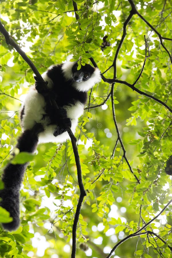 Rare White-belted Ruffed lemur - Gürtelvari, Varecia variegata subcincta, feeding on trees, National Park Nosi Mangabe, Mada. Very rare White-belted Ruffed stock photos