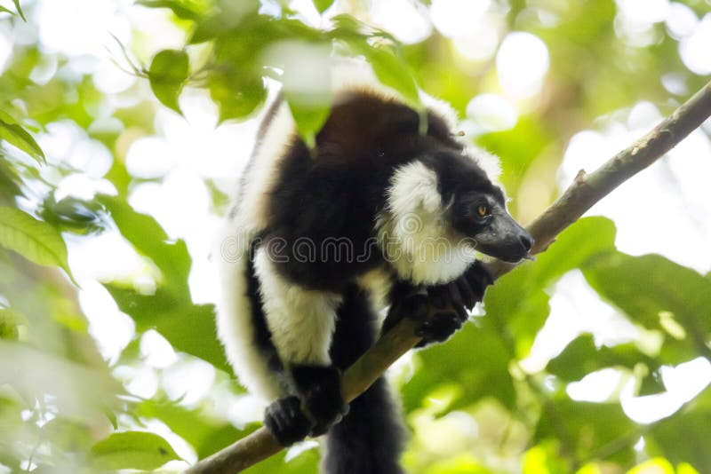Rare White-belted Ruffed lemur - Gürtelvari, Varecia variegata subcincta, feeding on trees, National Park Nosi Mangabe, Mada. Very rare White-belted Ruffed stock photos