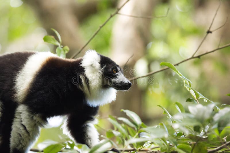 Rare White-belted Ruffed lemur - Gürtelvari, Varecia variegata subcincta, feeding on trees, National Park Nosi Mangabe, Mada. Very rare White-belted Ruffed stock photos Rare White-belted Ruffed lemur - Gürtelvari, Varecia variegata subcincta, feeding on trees, National Park Nosi Mangabe, Mada. Very rare White-belted Ruffed stock photos