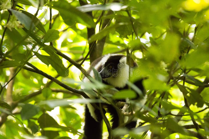 Rare White-belted Ruffed lemur - Gürtelvari, Varecia variegata subcincta, feeding on trees, National Park Nosi Mangabe, Mada. Very rare White-belted Ruffed stock photo Rare White-belted Ruffed lemur - Gürtelvari, Varecia variegata subcincta, feeding on trees, National Park Nosi Mangabe, Mada. Very rare White-belted Ruffed stock photo