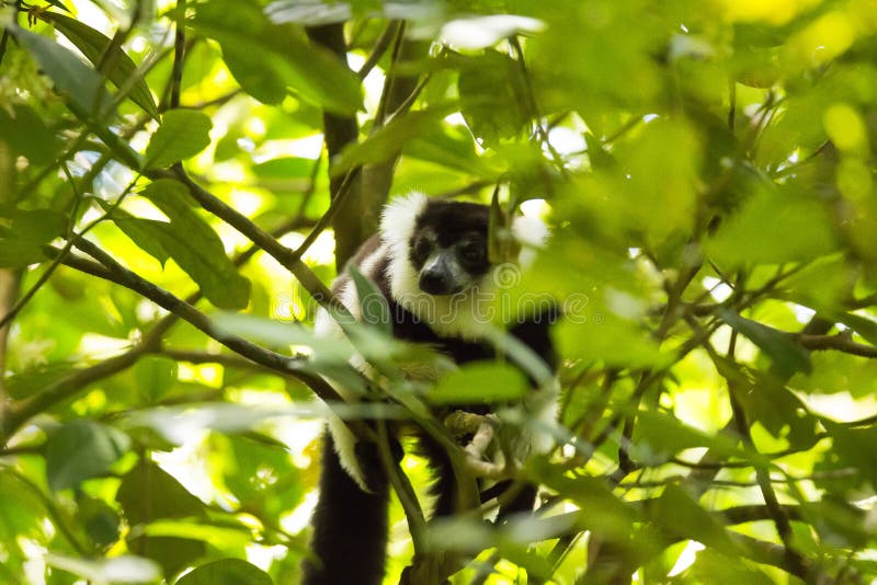 Rare White-belted Ruffed lemur - Gürtelvari, Varecia variegata subcincta, feeding on trees, National Park Nosi Mangabe, Mada. Very rare White-belted Ruffed stock photo