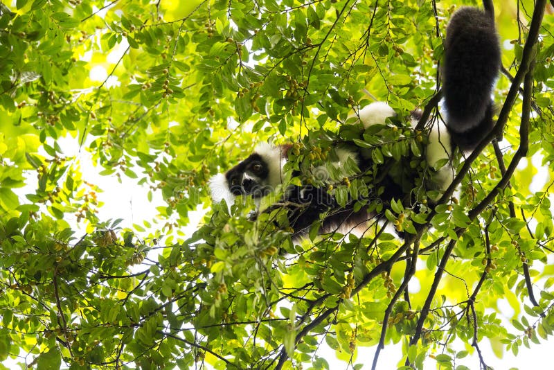 Rare White-belted Ruffed lemur - Gürtelvari, Varecia variegata subcincta, feeding on trees, National Park Nosi Mangabe, Mada. Very rare White-belted Ruffed stock photos Rare White-belted Ruffed lemur - Gürtelvari, Varecia variegata subcincta, feeding on trees, National Park Nosi Mangabe, Mada. Very rare White-belted Ruffed stock photos