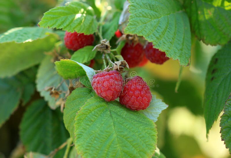 Raspberry bush in garden, nature, fruit. Summer royalty free stock photos