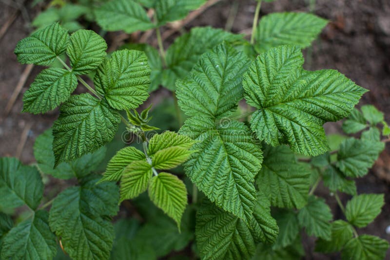 Raspberry bush, green raspberry bush, green mania, beautiful green raspberry leaf, blackberry green leaf. Spring and greens, bush, giving, kitchen garden stock photo