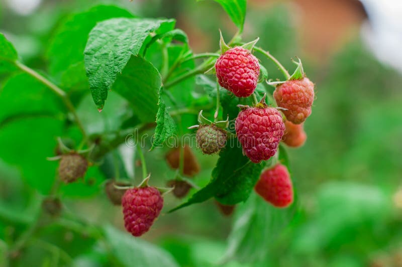 Raspberry Bush. Growing Berries in the fruit garden. Raspberry Bush. Growing Organic Berries closeup. Ripe raspberry in the fruit garden royalty free stock photos