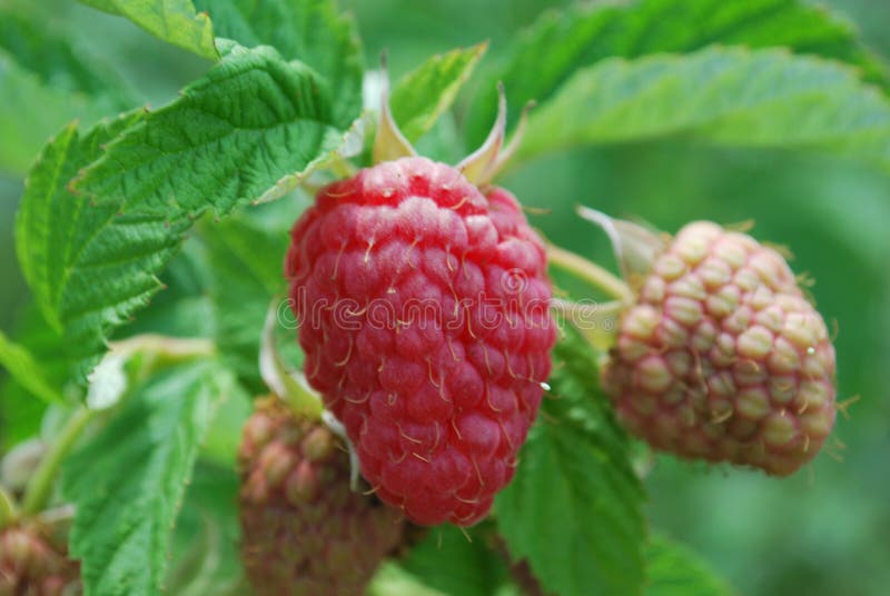 A raspberry fruit on bush in the garden in summer.  royalty free stock photography