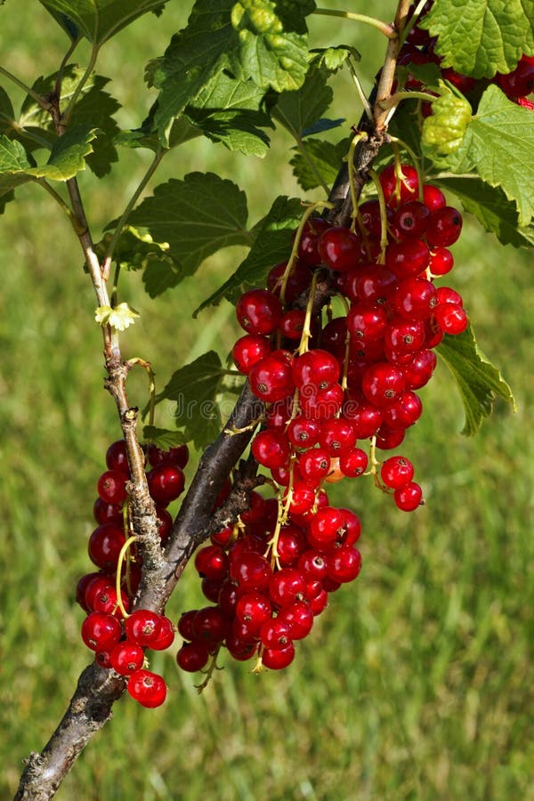 Red currant Ribes rubrum, fruit on the bush outdoors. Red currant Ribes rubrum , fruit on the bush outdoors stock photos