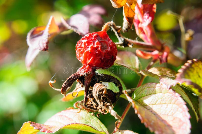 Red dry rosehip fruit on a Bush in the autumn garden. Red dry rosehip fruit on a Bush in the autumn garden, close up royalty free stock photos