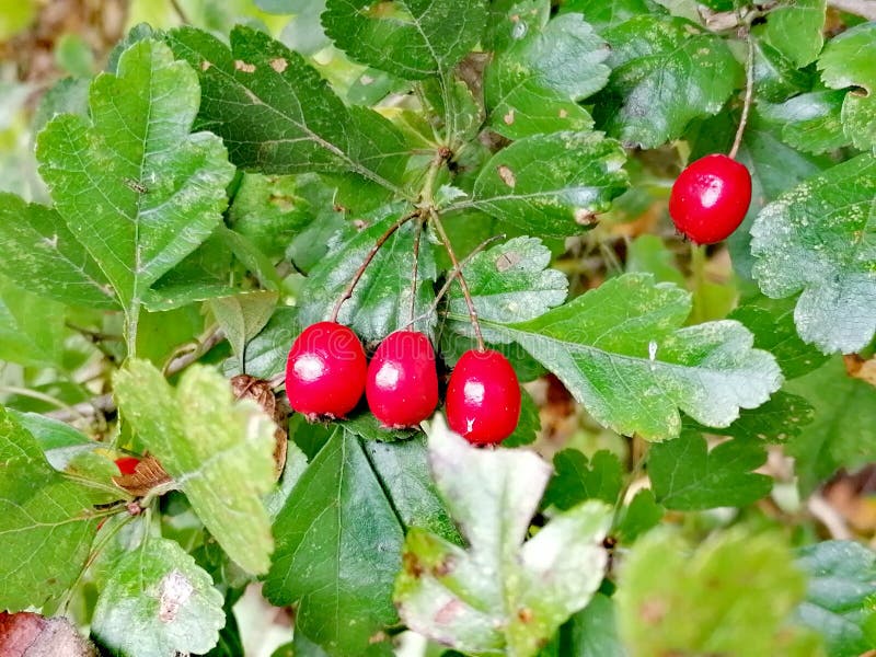 Red fruit on a bush stock photo