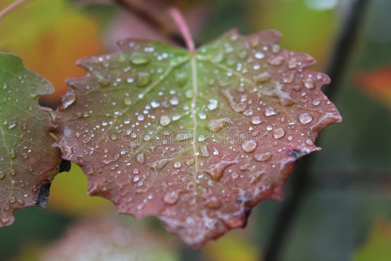 A beautiful red-green birch leaf in small droplets. stock photography