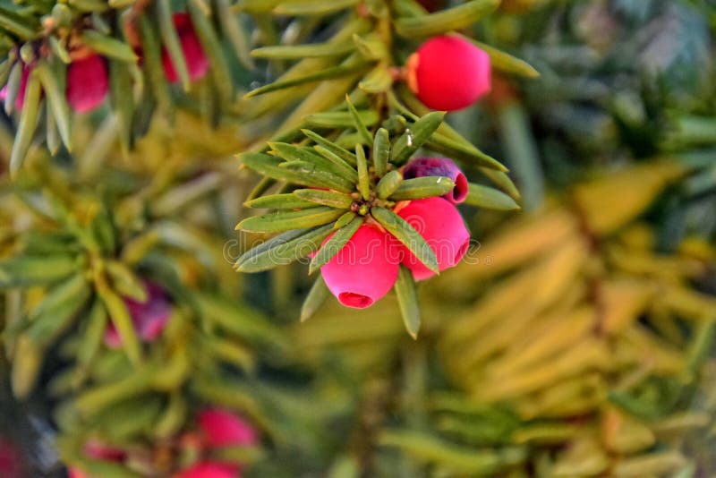 Red yew fruit on an autumn green bush. Beautiful red yew fruit on an autumn green bush stock image