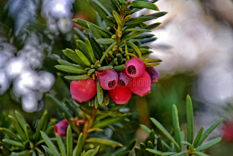 Red yew fruit on an autumn green bush. Beautiful red yew fruit on an autumn green bush royalty free stock photo