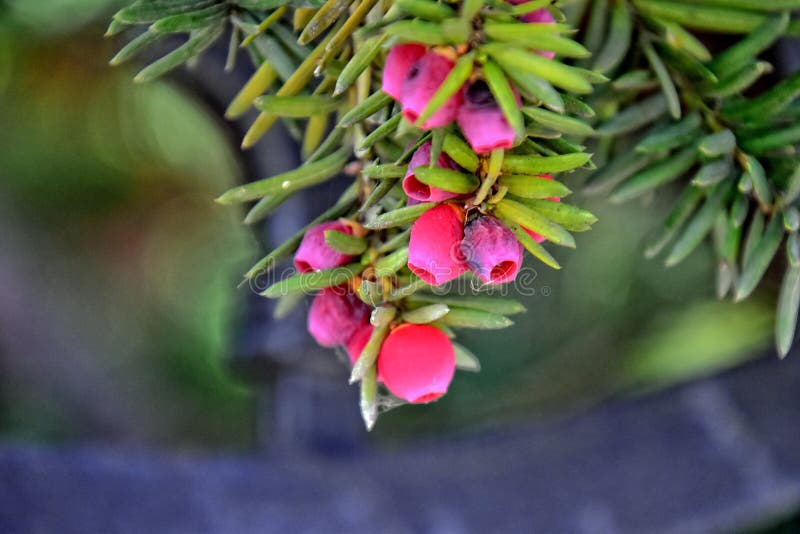 Red yew fruit on an autumn green bush. Beautiful red yew fruit on an autumn green bush royalty free stock photography Red yew fruit on an autumn green bush. Beautiful red yew fruit on an autumn green bush royalty free stock photography