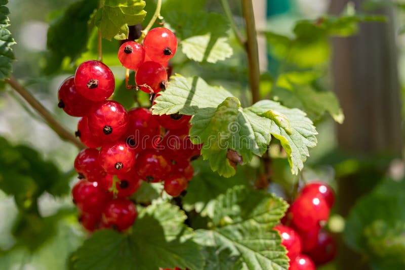 Redcurrant fruit on a bush in a home garden. Fruit bush in the garden. Season of the summer agriculture background berries berry branch central color royalty free stock photo