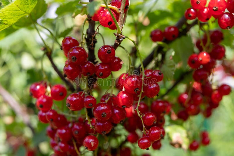 Redcurrant fruit on a bush in a home garden. Fruit bush in the garden. Season of the summer agriculture background berries berry branch central color stock image