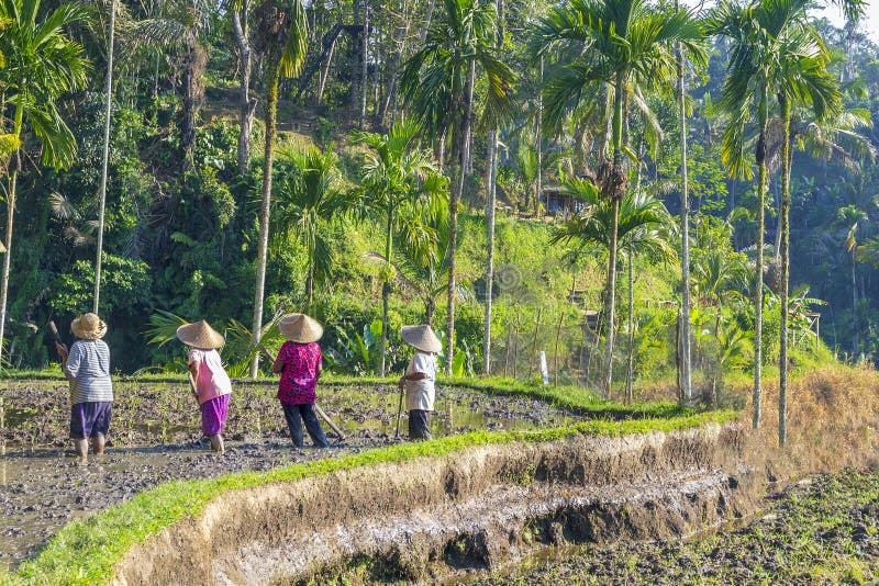 Rice field workers.Farmers are planting rice in the fields on rice terraces. Rice field workers.Asian female rice farmers at work on a sunny day with a rice royalty free stock image