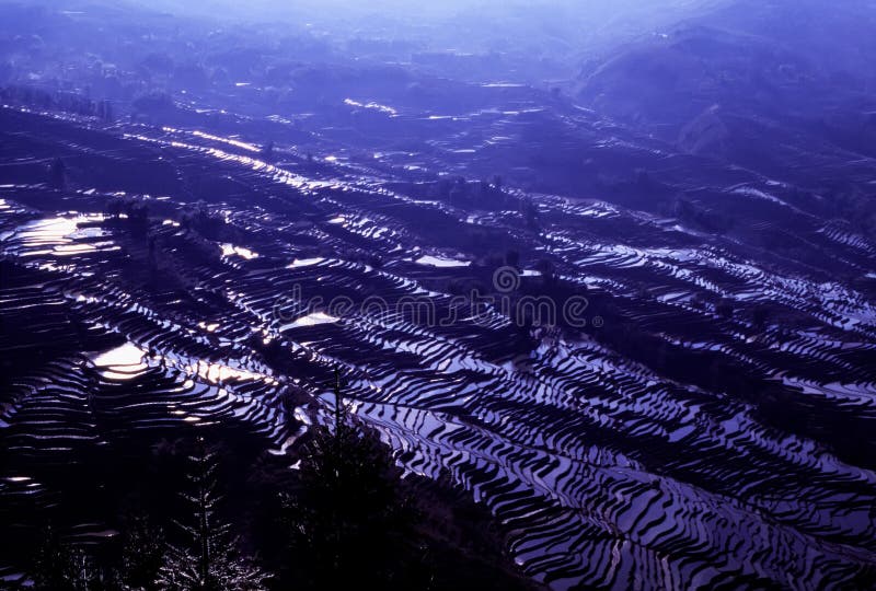 Rice terraces of yuanyang in the morning. Ancient rice terraces of yuanyang,Yunnan,China royalty free stock images