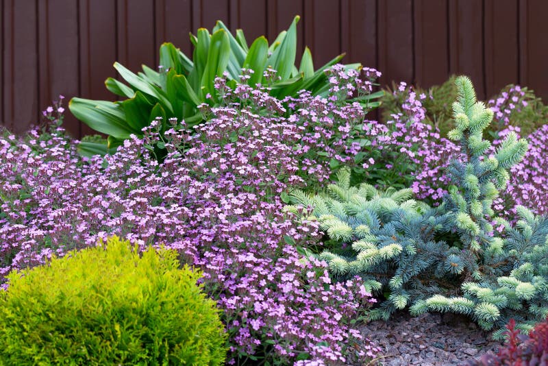 Fowering groundcover Gypsophila muralis on alpine hill.Ground cover plants for spring garden.Purple, yellow, blue, green color. Ring groundcover Gypsophila royalty free stock image