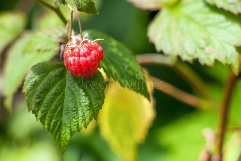 Ripe natural Raspberry fruit on a bush. Background blurry green background with leaves royalty free stock photos