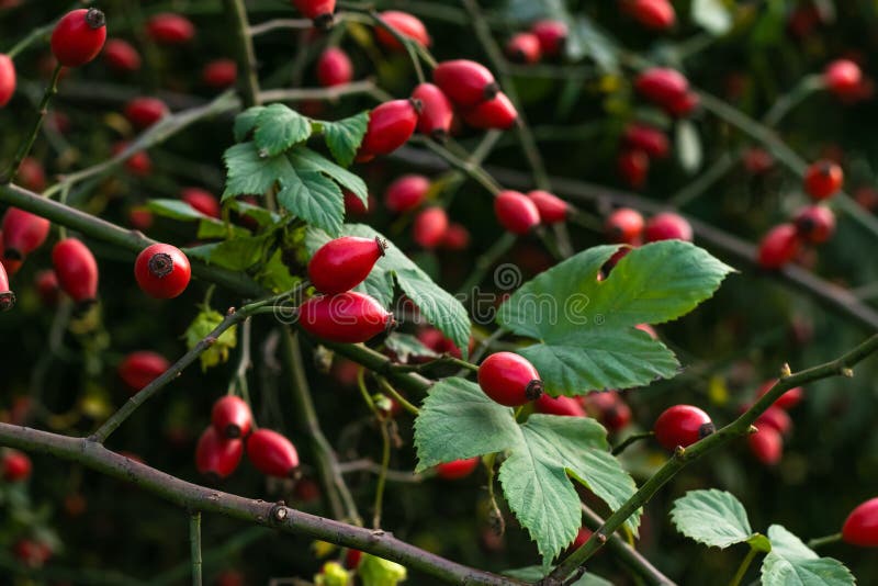 Rosa canina fruit. Rosehip bush in October. The rose hip in autumn. Berries on a bush. Rosa canina fruit. Rosehip bush in October. The rose hip in autumn royalty free stock photo