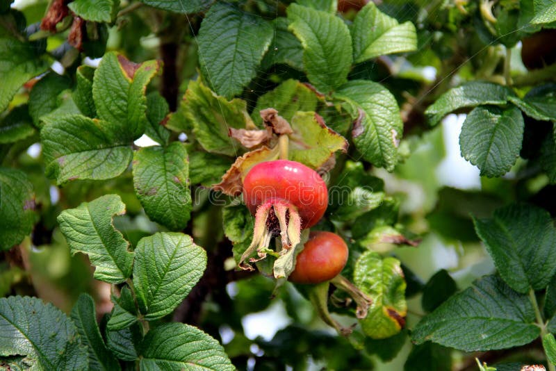 Rose hips, fruit and leaves on a bush. Coastal Maine, USA, July 24, 2020 stock image