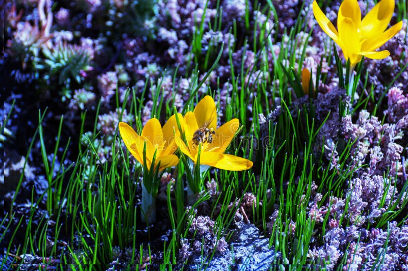 Saffron (Crocus) attracts bees to gather nectar and pollen stock photo