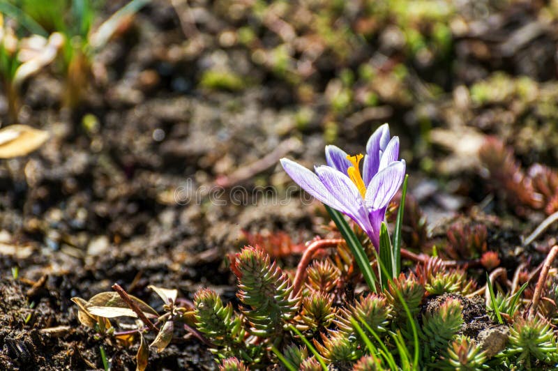 Saffron (Crocus) - an ornamental plant. Saffron (Crocus) used as ornamental plants, flowering in early spring or late fall. Leaves radical, linear. The color of royalty free stock photo