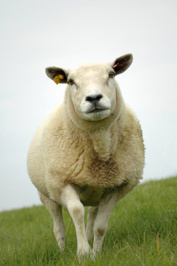 Sheep stock image