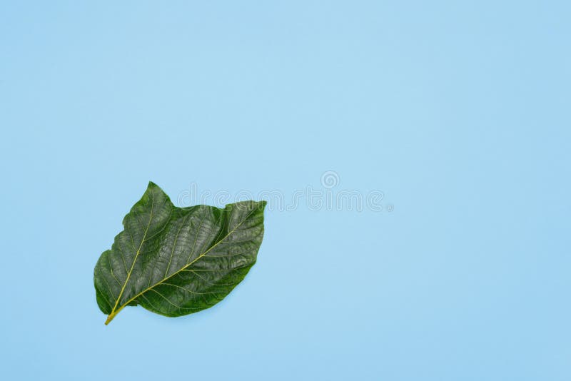 Shot of an unusual walnut leaf as a symbol of unity in love stock photo