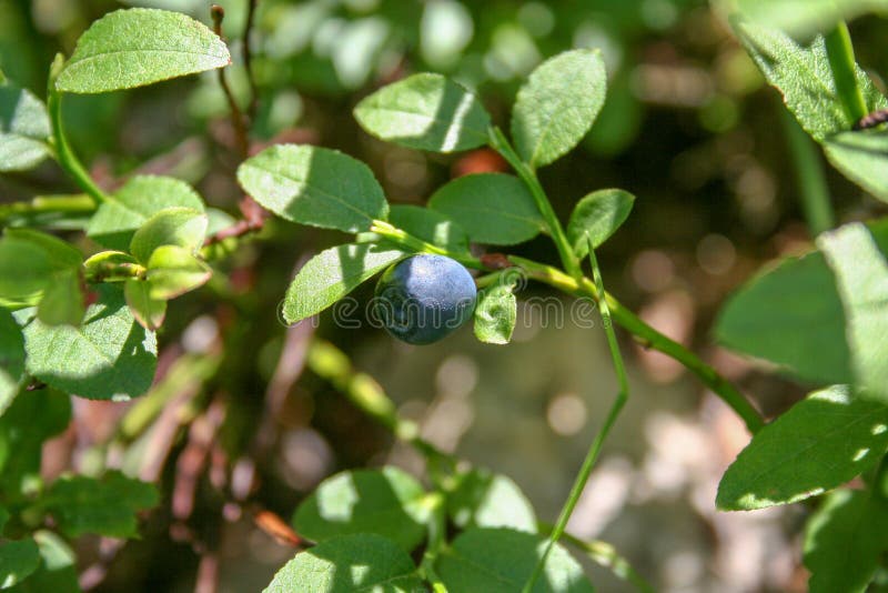 Single fruit of blueberries on a bush. Fruit, green, healthy, nature, food, fresh, organic, tree royalty free stock image