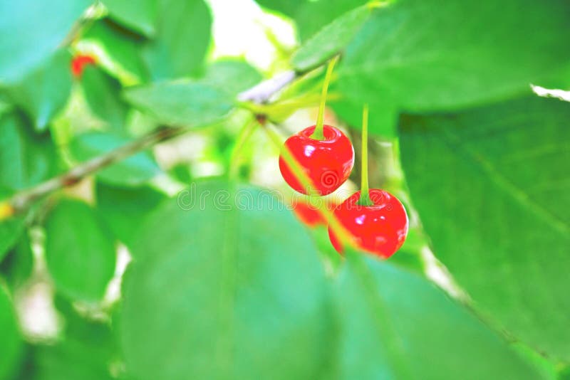 Red, berry, fruit, cherry, tree, nature, green, plant, leaf, food, branch, ripe, berries, forest, summer, leaves, garden, bush, co. Wberry, bunch, autumn, macro royalty free stock photography