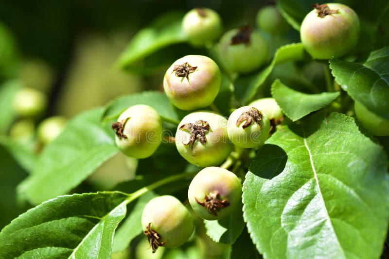Small wild Apple fruit on a Bush in the green. Flowers, perennial plants for garden and dacha, photos of flowers, decorative coniferous and deciduous plants stock photo