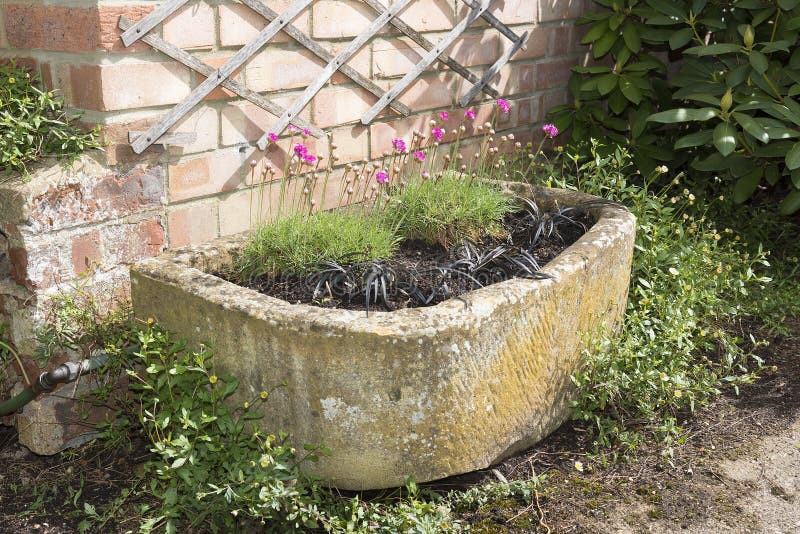 Stone trough container with pink armeria alpine plants and black. Ornamental grasses. Perfect for a quiet corner against a wall with other shrubs royalty free stock photography