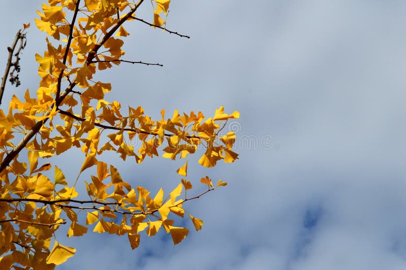 Fall Leaves Ginko Biloba Maidenhair Tree stock images