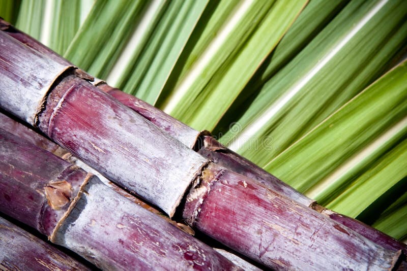 Sugar cane stock photo