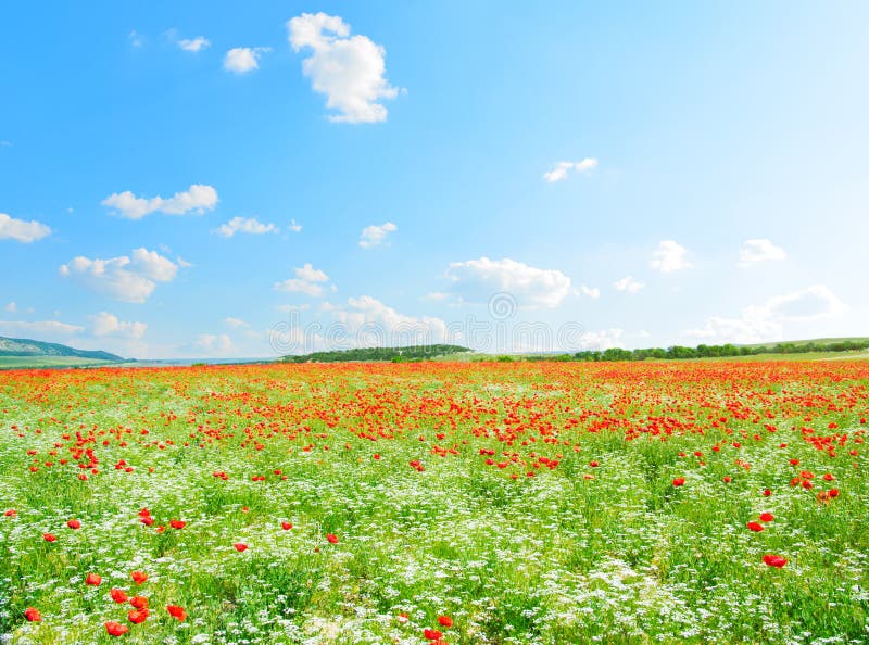 Summer field. In counrtyside full of flowers and herbs royalty free stock images