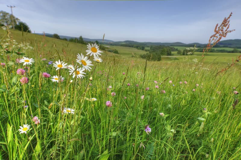 Summer-meadow. Flowers and herbs on a summer meadow royalty free stock images